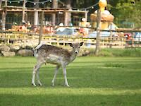 Damwildgehege
