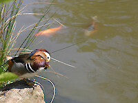 Naturschutzgebiet der Plohnbachaue