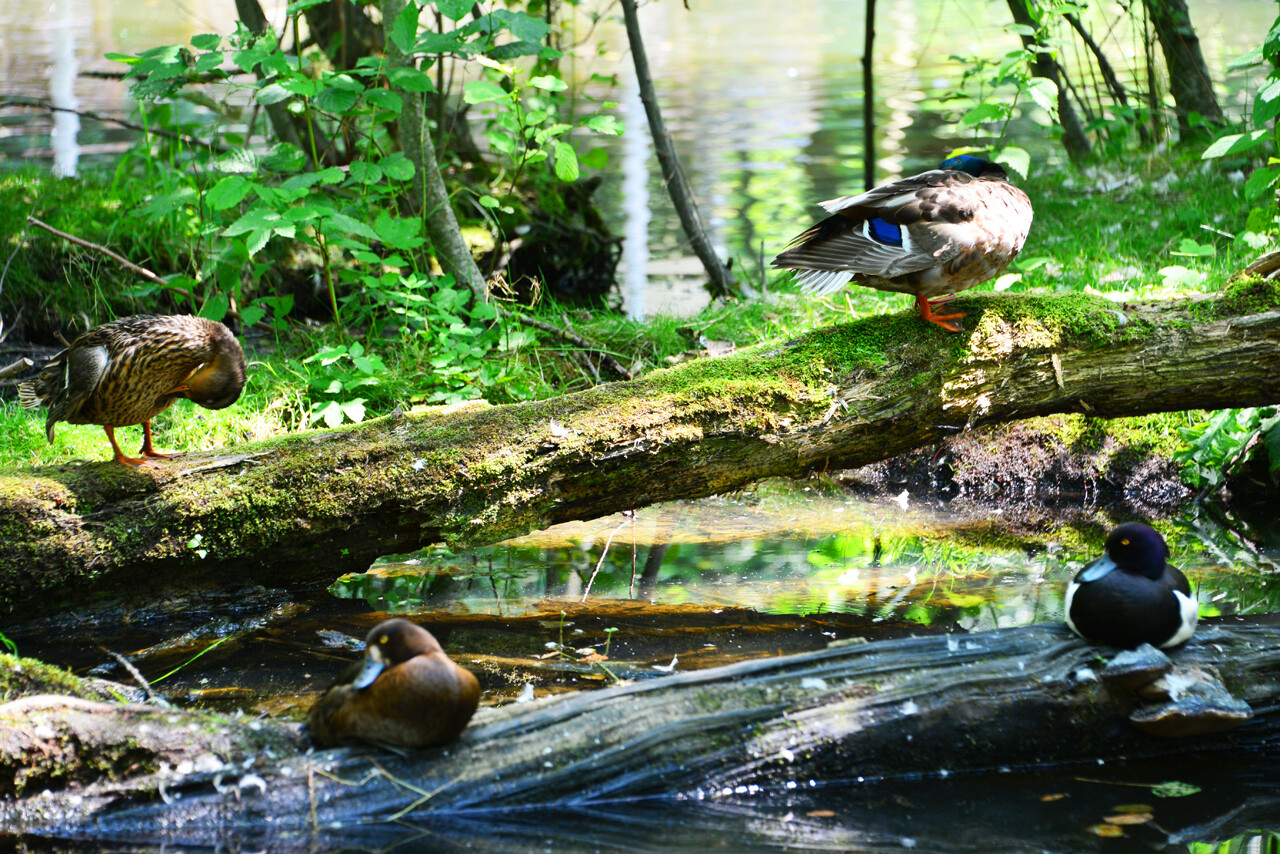 Naturschutzgebiet der Plohnbachaue