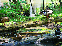 Naturschutzgebiet der Plohnbachaue
