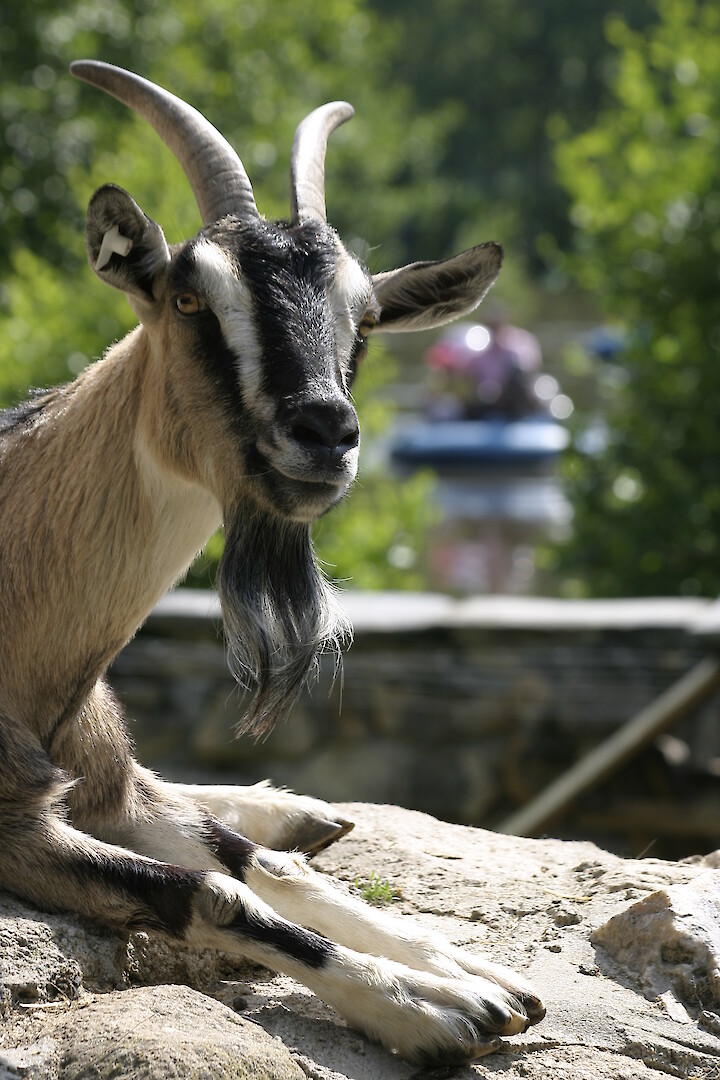 Ziegenburg &bdquo;Sieben Gei&szlig;lein&ldquo;